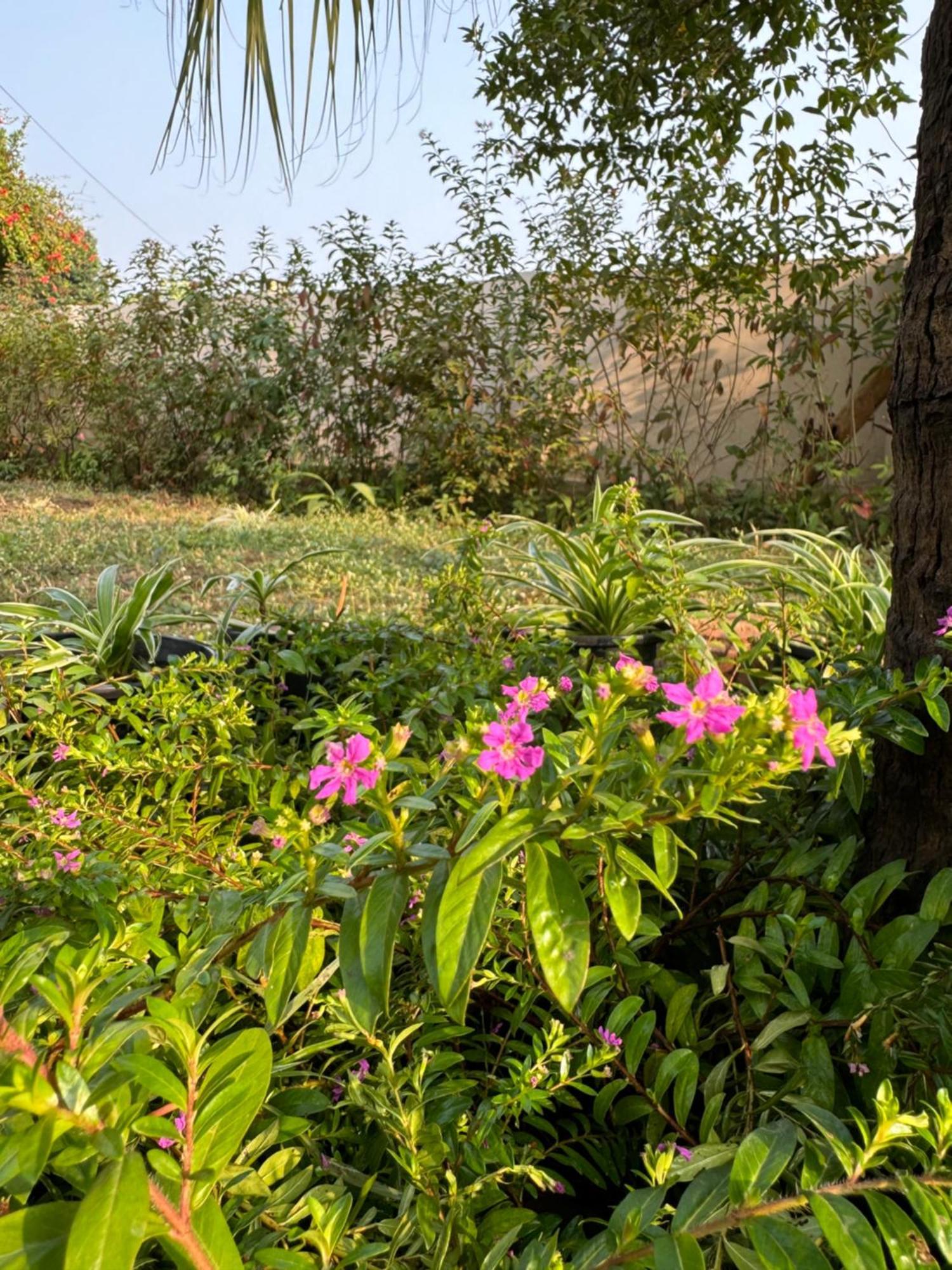 The Bougainvillea Cottage Farmstay Near Dehradun , 2 Bedroom Private Cottage Next To Fields And Orchards With Hill Views Dış mekan fotoğraf